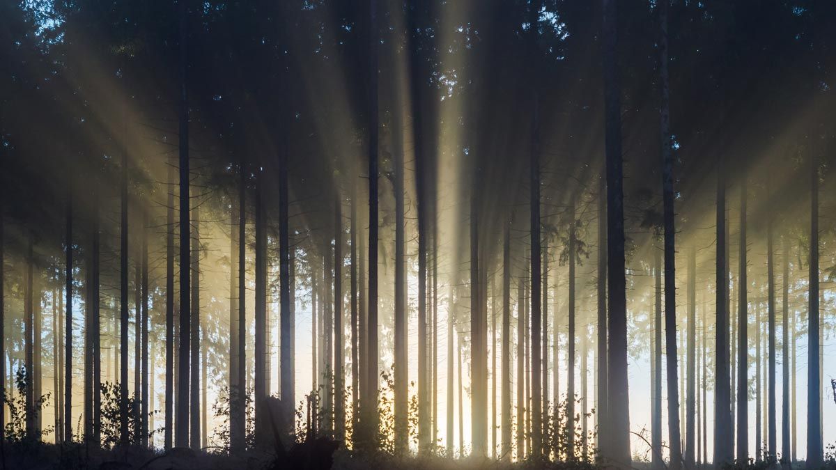 Wald mit Lichtstrahlen